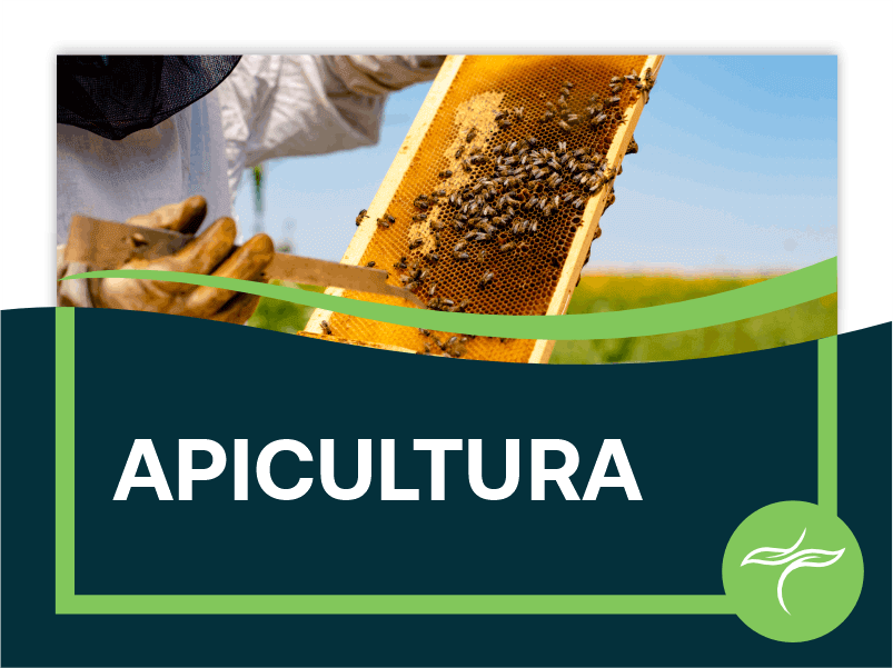 Apicultura
