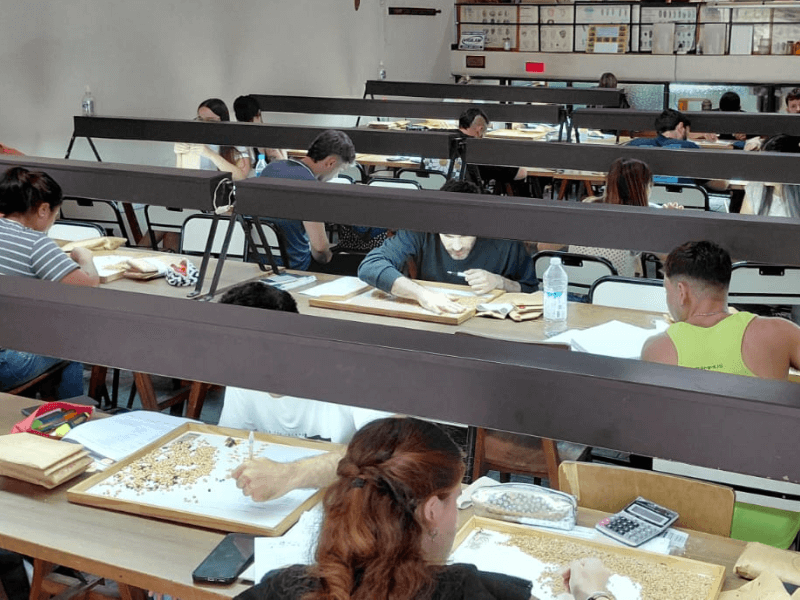 Perito Clasificador de Granos