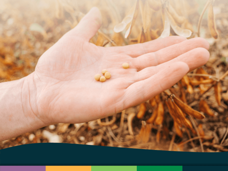 importancia de la calidad de granos