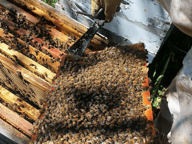 abejas - apicultura