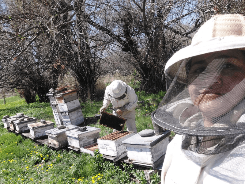 Abejas - apicultura - miel